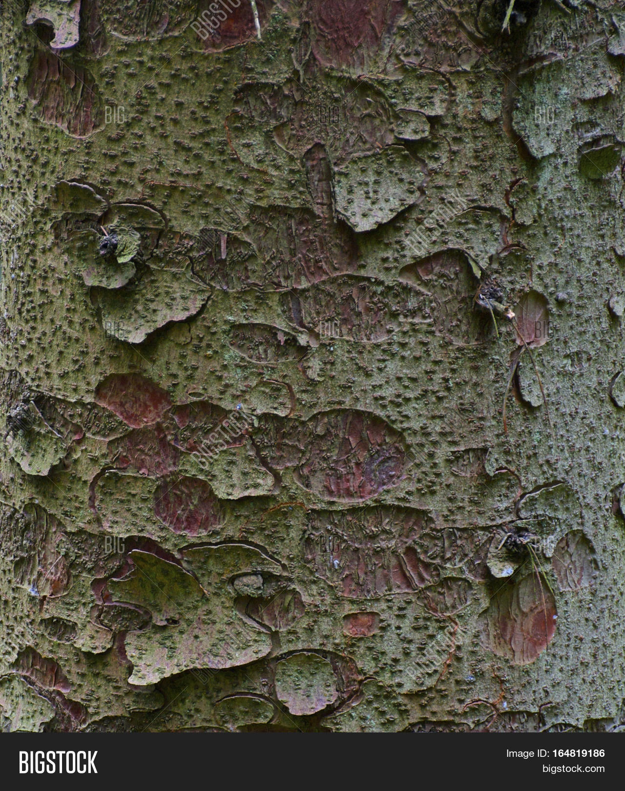 Flakey Green Tree Bark Image & Photo (Free Trial) Bigstock