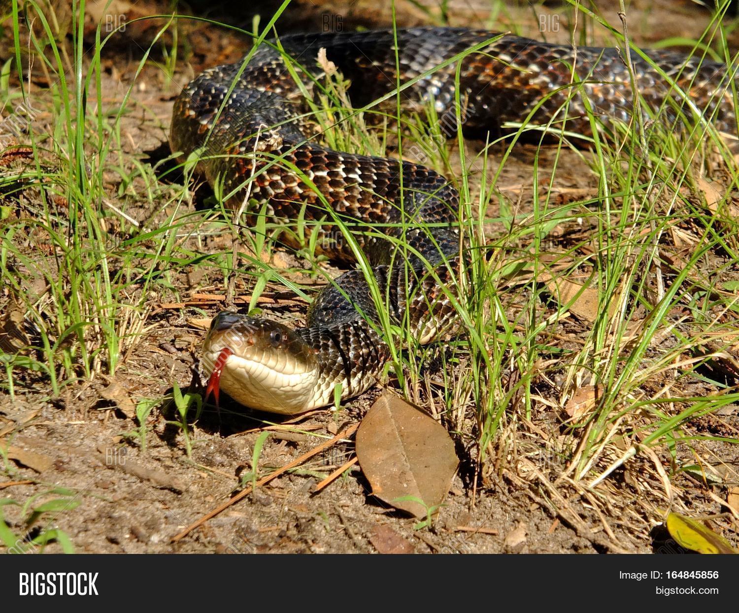 Large Coachwhip Snake Image & Photo (Free Trial) Bigstock
