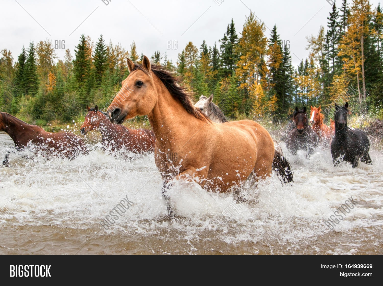 Horses Crossing River Image & Photo (Free Trial) Bigstock