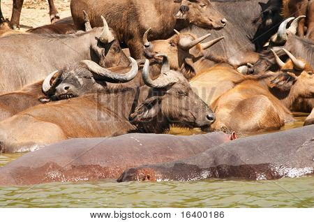 Büffel und Flusspferde im Wasser, Nil, Uganda