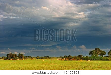 Branco di antilopi nella savana africana