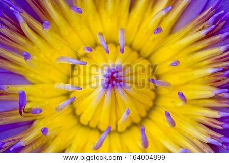 Lotus flower and Lotus at center plants.