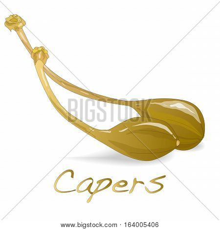 Canned capers illustration on white background .
