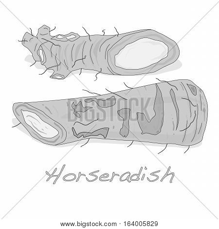 Isolated horseradish root image on the white background