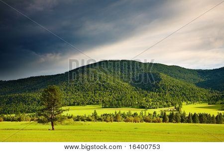 Landskap med skog och mulen himmel