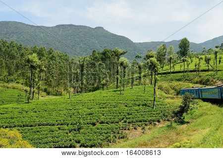 Tea plantations seen during the journey by train by Sri Lank