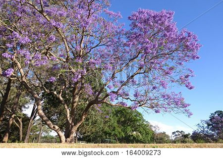 Purple Jacaranda tree in bloom against a blue Australian sky