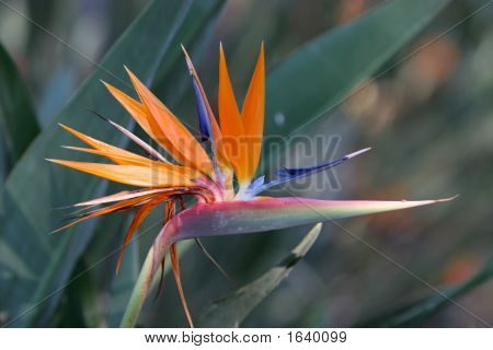 Bird Of Paradise blomst