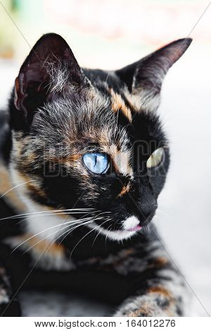 Close-up odd eyes cat, blue and yellow