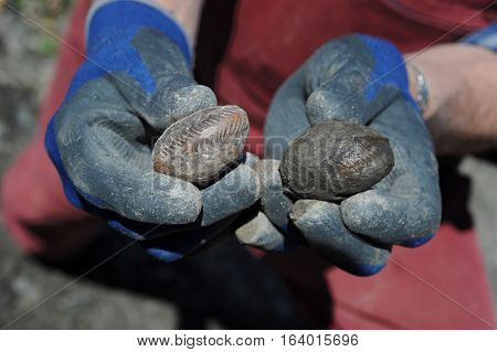 Ammonite - fossil mollusk.  Ammonites lived in the ancient ocean 175 million years ago. Bajocian.
