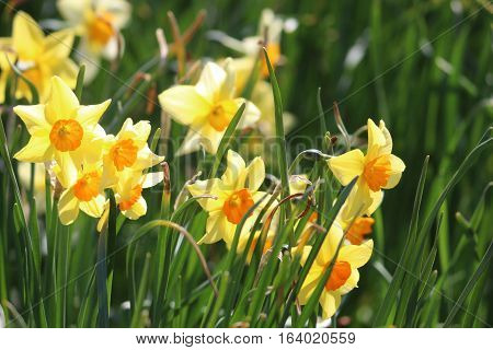 group of yellow flowers in bright sunshine spring