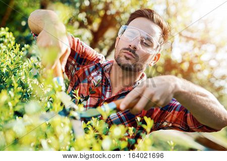 Man working in his garden cutting hedge.