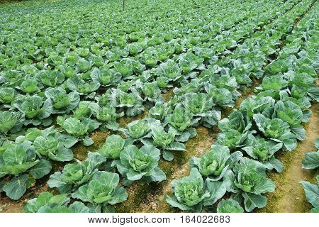 Rows Of Grown Cabbages In Cameron Highland