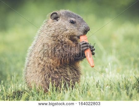 Very young groundhog eating carrot in grassy field