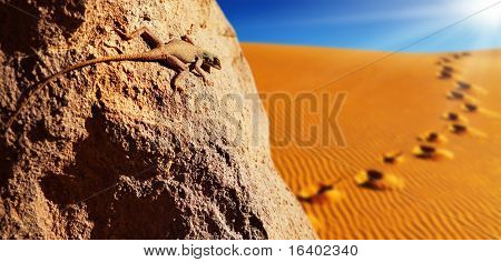 Pustynia jaszczurka na skale przeciwko wydmy pustyni Sahara