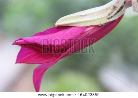 Bud of pink flower getting ready to blossom