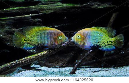 Two Multicolored Fish Floating Symmetrically