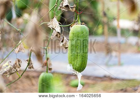 Luffa Gourd Plant In Garden, Luffa Cylindrica.