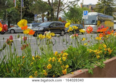Flower bed with flowers beside the road with cars