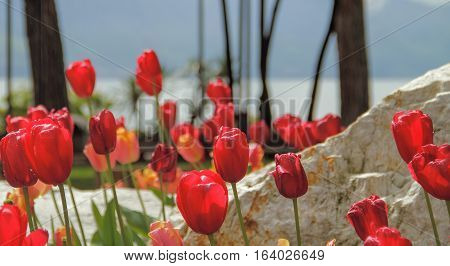Red tulips and stone near the lake