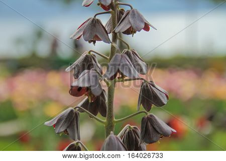 Unusual flower growing in a park near the lake
