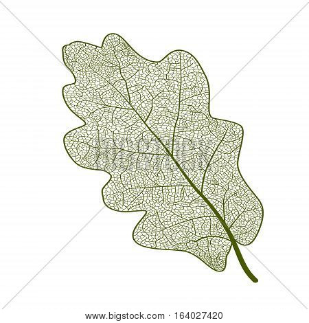 Leaf oak, isolated. Vector illustration. EPS 10