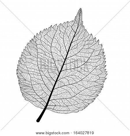 Leaf isolated . Vector illustration. EPS 10