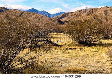 Creosote Plants which is a prominent desert shrub surrounded by mountains taken near Palm Springs, CA