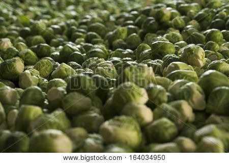 Fresh organic Brussels sprouts on a farm stand