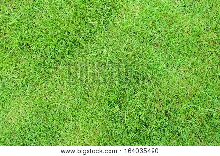 Top view of green grass background texture.
