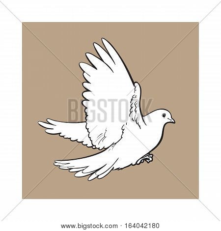 Free flying white dove, sketch style vector illustration isolated on brown background. Realistic hand drawing of white dove, pigeon flapping wings, symbol of love, romance and innocence, marriage icon