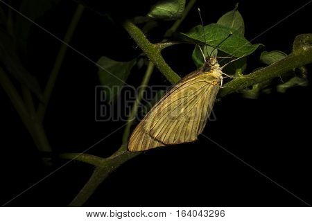 BUTTERFLY IN PLANT. BUTTERFLY ISOLATED IN BLACK BACKGROUND. BEAUTIFUL INSECT.