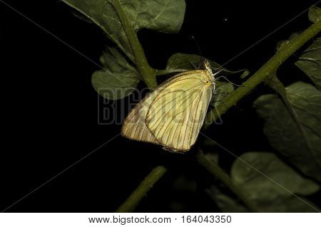 BUTTERFLY IN PLANT. BUTTERFLY ISOLATED IN BLACK BACKGROUND.