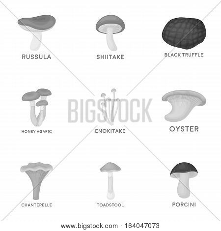 Mushroom set icons in monochrome style. Big collection of mushroom vector symbol stock