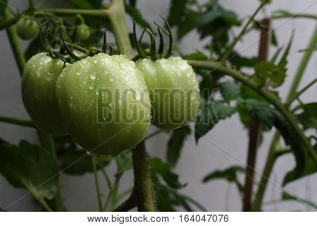 GREEN tomatoes in the garden. TOMATO PLANT.