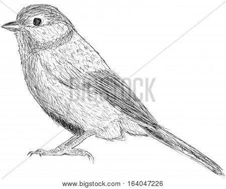 BIRD ILLUSTRATION ON WHITE BACKGROUND.  LINE SKETCH ILLUSTRATION.
