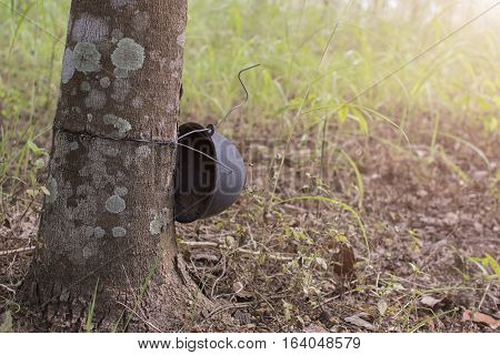 Trunk rubber Hevea brasiliensis tree Tapping latex from a rubber tree.