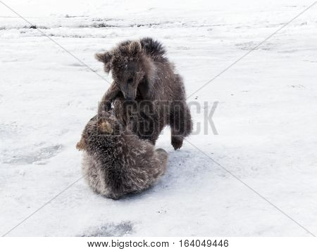 Winter in Greater Caucasus Mountains. Two Brown bear cubs playing. Georgia (country). Mestia ski resort. Svaneti (Svanetia) region of Georgia.