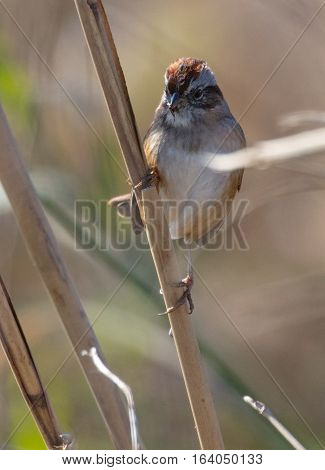Swamp Sparrow (Melospiza georgiana) perched on a stem in a marsh