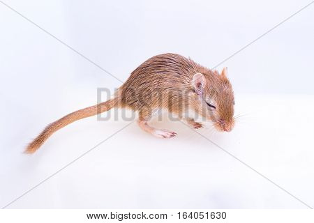 Mongolian Gerbil, Desert Rat