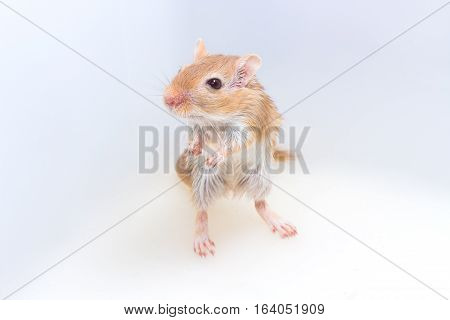 Mongolian Gerbil, Desert Rat