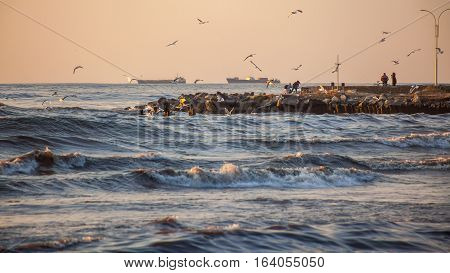 Storm, Gulls On The Coast Of The Black Sea, The River Rioni, Poti, Georgia