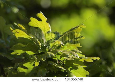 Post Oak (Quercus stellata) leaves back lit by sun in spring
