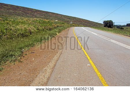 Close up of curving ashphalt road with bright yellow and white lines heading through green vegetation against blue sky