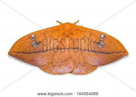 Cricula Silkmoth On The Wall