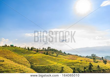 Terraced Rice Field