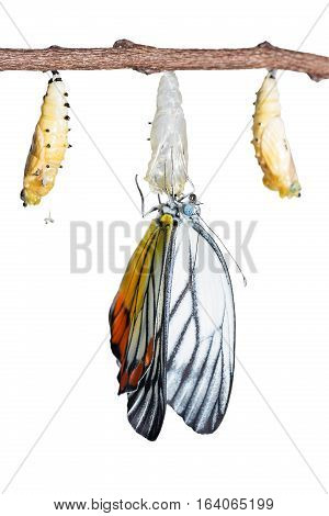 Painted Jezebel Butterfly