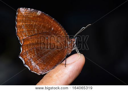 Common Palmfly Butterfly