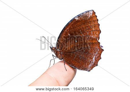 Common Palmfly Butterfly