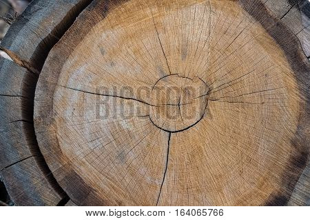 Harvesting timber logs in a forest in Russia